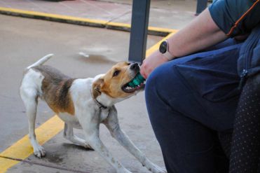 dog playing 